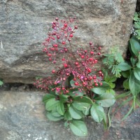 Talinum paniculatum (Jacq.) Gaertn.